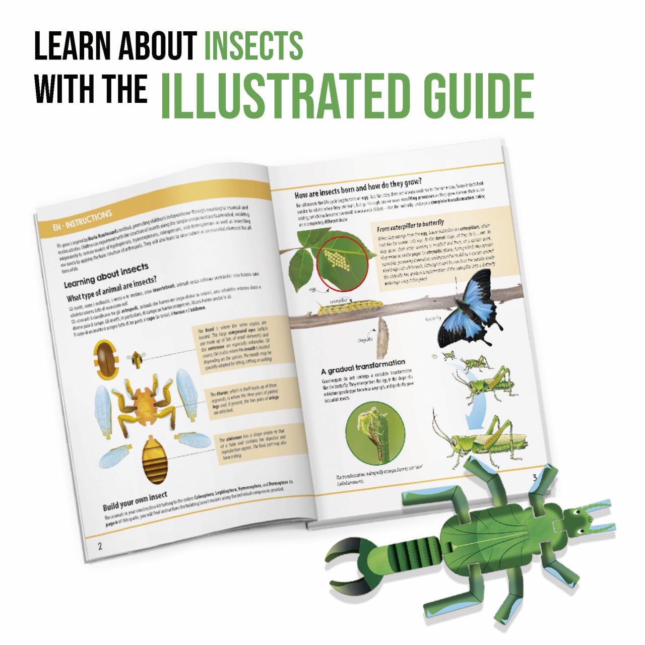 INSECT BUILDER Play and discover! - game contents and components